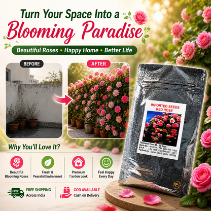🌸 Elegant Climbing Rose Flower Seeds🌿Any Place, Any Season Blooming Garden